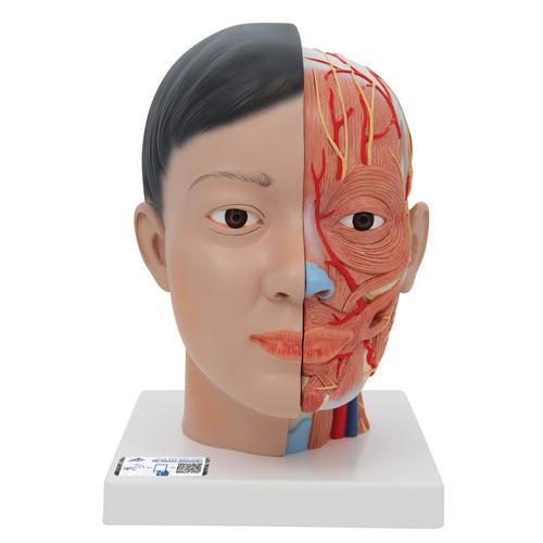 Asian Deluxe Head Model with Neck, 4 part, 1000215 [C06], Head Models