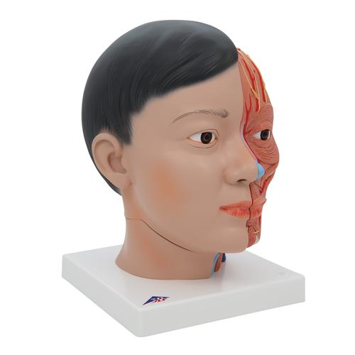 Asian Deluxe Head Model with Neck, 4 part, 1000215 [C06], Head Models