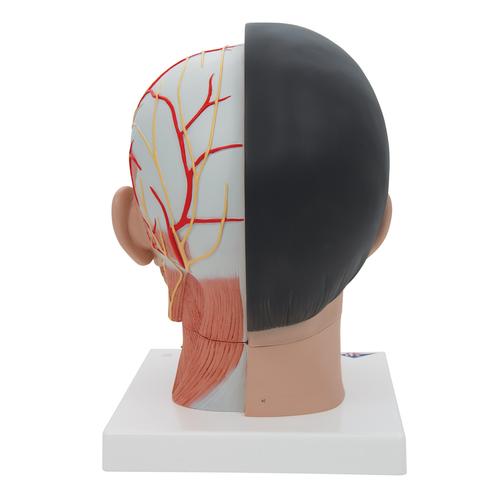 Asian Deluxe Head Model with Neck, 4 part, 1000215 [C06], Head Models