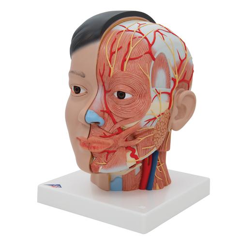 Asian Deluxe Head Model with Neck, 4 part, 1000215 [C06], Head Models