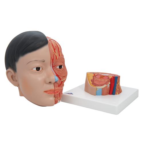 Asian Deluxe Head Model with Neck, 4 part, 1000215 [C06], Head Models