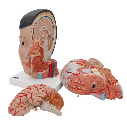 Asian Deluxe Head Model with Neck, 4 part, 1000215 [C06], Head Models