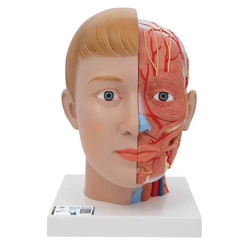 Human Head Model with Neck, 4 part, 1000216 [C07], Head Models