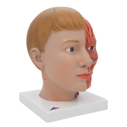 Human Head Model with Neck, 4 part, 1000216 [C07], Head Models