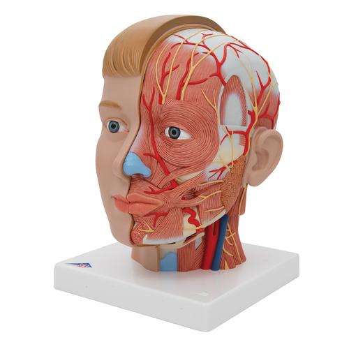 목이 있는 머리모형, 4-파트

Head with Neck, 4 part, 1000216 [C07], 머리 모형