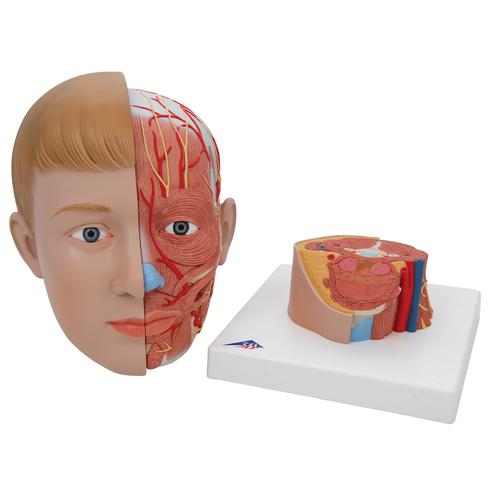 Human Head Model with Neck, 4 part, 1000216 [C07], Head Models