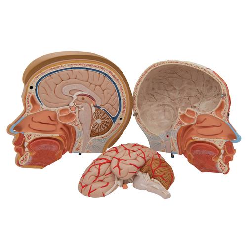 목이 있는 머리모형, 4-파트

Head with Neck, 4 part, 1000216 [C07], 머리 모형