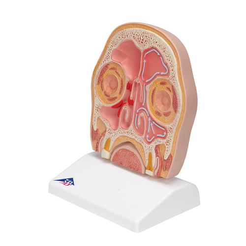 Model of Frontal Section of Human Head (paranasal sinuses), 1012789 [C13/1], Head Models