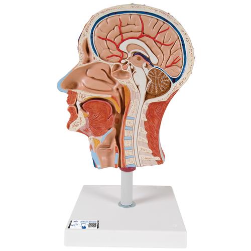 Half Head Model with Neck, Muscles, Blood Vessels & Nerve Branches, 1000221 [C14], Head Models