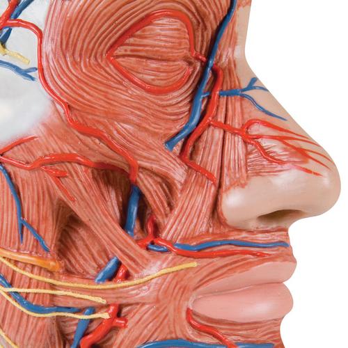 Half Head Model with Neck, Muscles, Blood Vessels & Nerve Branches, 1000221 [C14], Head Models