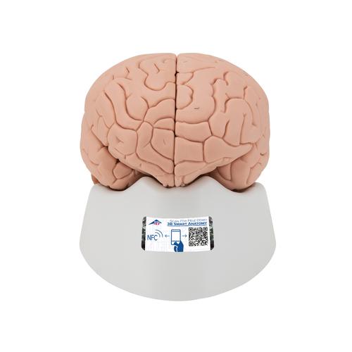 기본형 뇌 모형, 2-파트 Introductory Brain Model, 2 part, 1000223 [C15/1], 두뇌 모형