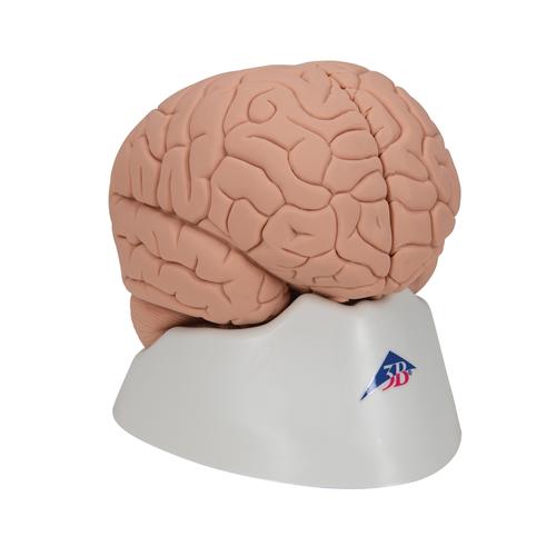 Introductory Human Brain Model, 2 part, 1000223 [C15/1], Brain Models