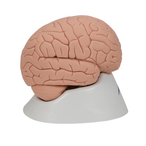 기본형 뇌 모형, 2-파트 Introductory Brain Model, 2 part, 1000223 [C15/1], 두뇌 모형