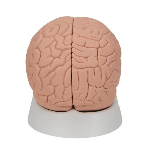 기본형 뇌 모형, 2-파트 Introductory Brain Model, 2 part, 1000223 [C15/1], 두뇌 모형