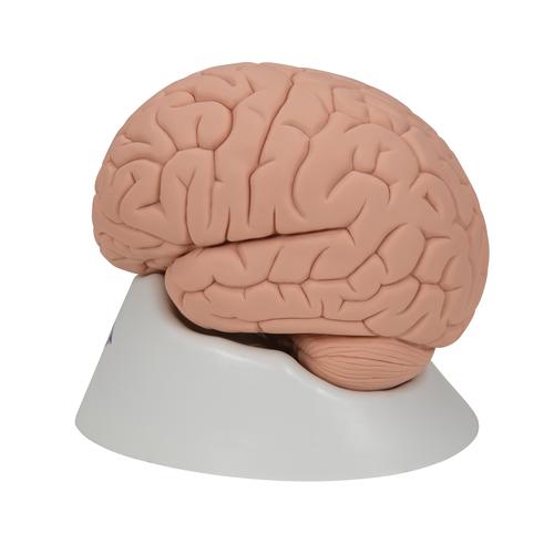 Introductory Human Brain Model, 2 part, 1000223 [C15/1], Brain Models