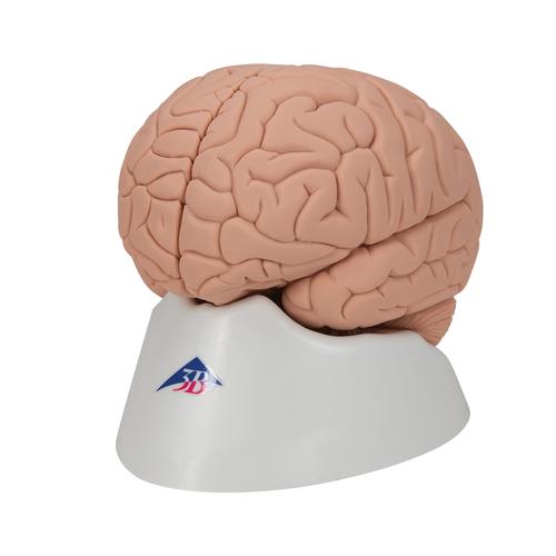 Introductory Human Brain Model, 2 part, 1000223 [C15/1], Brain Models