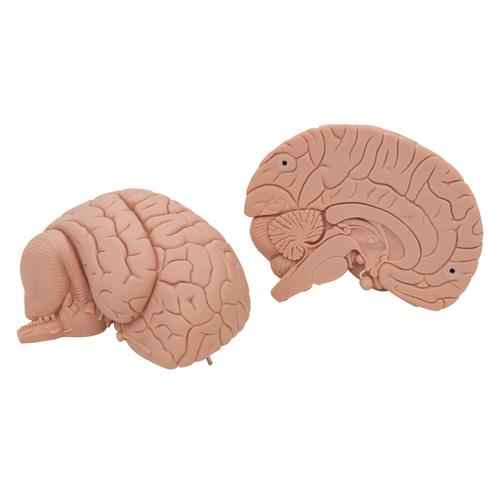 Encéfalo económico, desmontable en 2 piezas, 1000223 [C15/1], Modelos de Cerebro