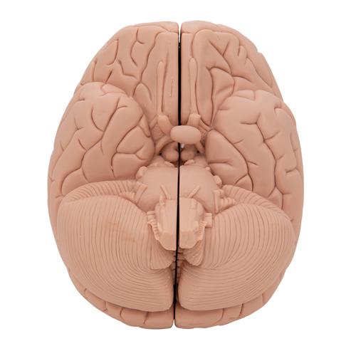 기본형 뇌 모형, 2-파트 Introductory Brain Model, 2 part, 1000223 [C15/1], 두뇌 모형