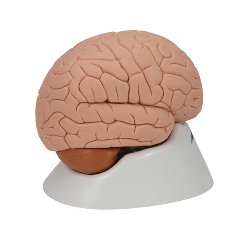 Encéfalo introductorio, desmontable en 2 piezas, 1000222 [C15], Modelos de Cerebro