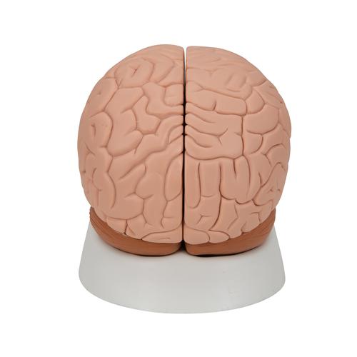 Encéfalo introductorio, desmontable en 2 piezas, 1000222 [C15], Modelos de Cerebro