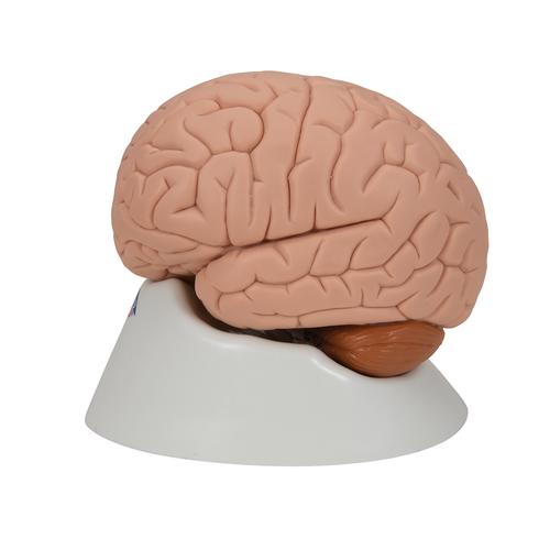 Human Brain Model, 2 part, 1000222 [C15], Brain Models