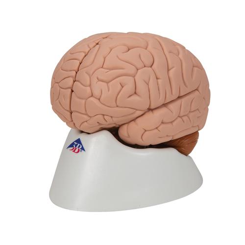 Human Brain Model, 2 part, 1000222 [C15], Brain Models