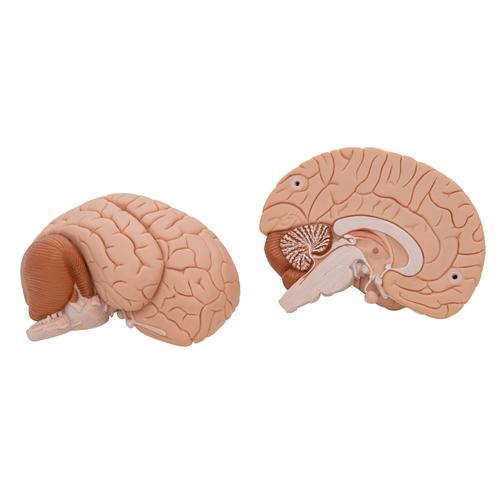 Encéfalo introductorio, desmontable en 2 piezas, 1000222 [C15], Modelos de Cerebro