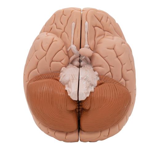 Human Brain Model, 2 part, 1000222 [C15], Brain Models