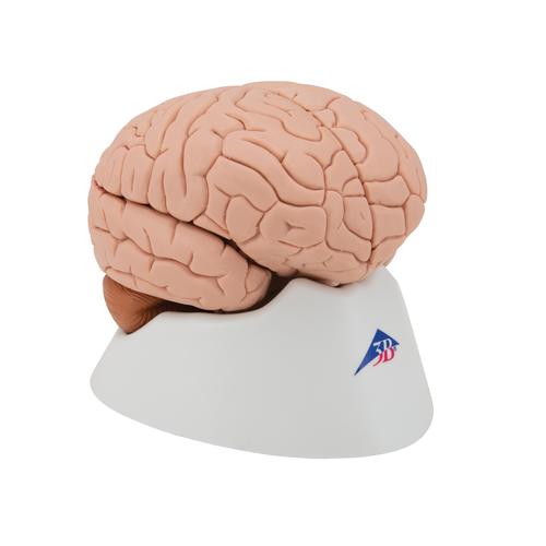 Human Brain Model, 4 part, 1000224 [C16], Brain Models