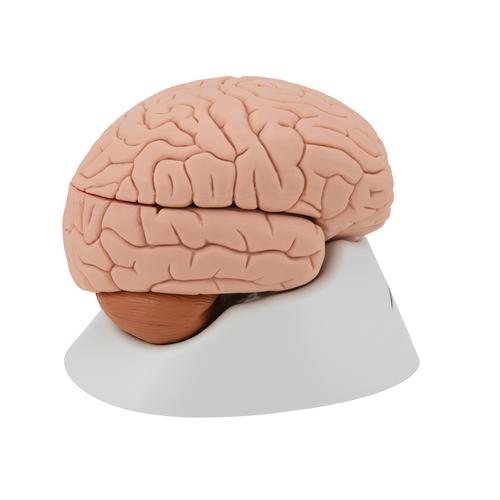 Encéfalo clásico, desmontable en 4 piezas, 1000224 [C16], Modelos de Cerebro