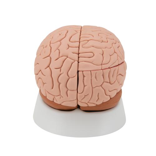 Encéfalo clásico, desmontable en 4 piezas, 1000224 [C16], Modelos de Cerebro