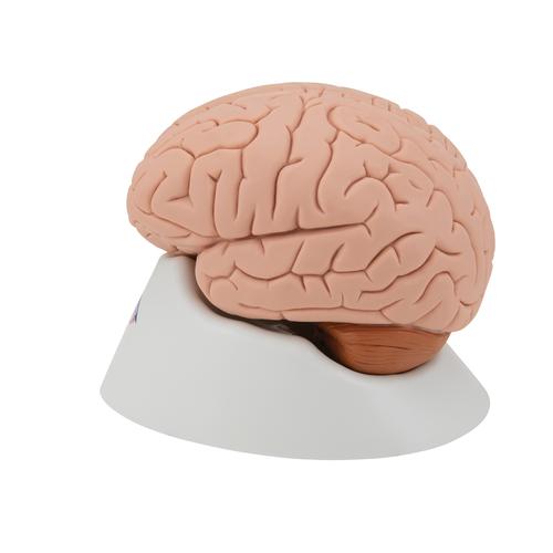 Human Brain Model, 4 part, 1000224 [C16], Brain Models