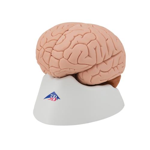 Human Brain Model, 4 part, 1000224 [C16], Brain Models