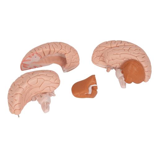 Human Brain Model, 4 part, 1000224 [C16], Brain Models