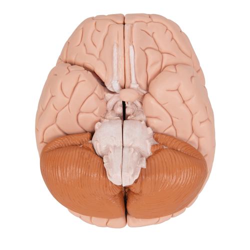 Human Brain Model, 4 part, 1000224 [C16], Brain Models