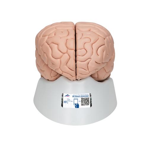 Human Brain Model, 8 part, 1000225 [C17], Brain Models