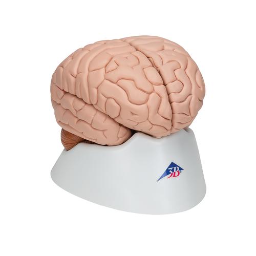 Human Brain Model, 8 part, 1000225 [C17], Brain Models