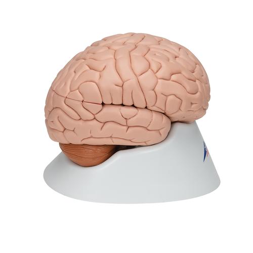 Human Brain Model, 8 part, 1000225 [C17], Brain Models