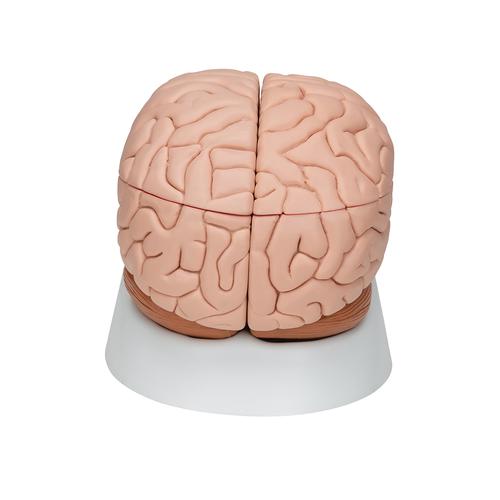 Human Brain Model, 8 part, 1000225 [C17], Brain Models