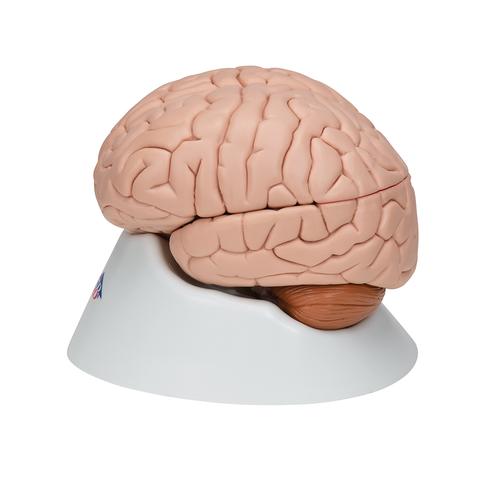 Human Brain Model, 8 part, 1000225 [C17], Brain Models