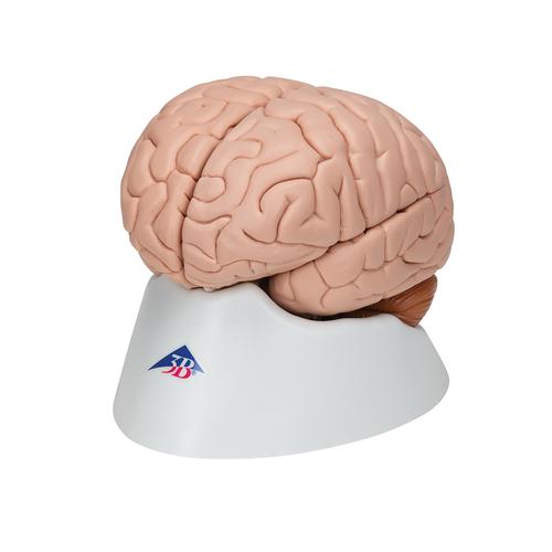 Human Brain Model, 8 part, 1000225 [C17], Brain Models