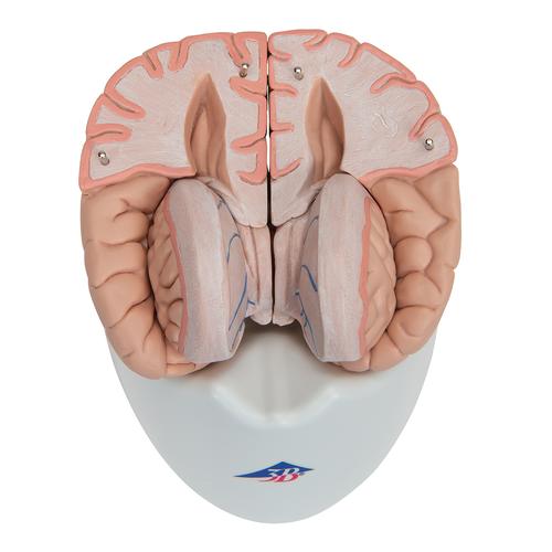 Human Brain Model, 8 part, 1000225 [C17], Brain Models