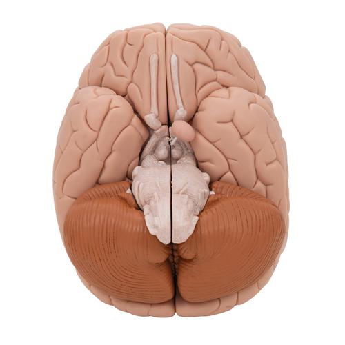 Human Brain Model, 8 part, 1000225 [C17], Brain Models