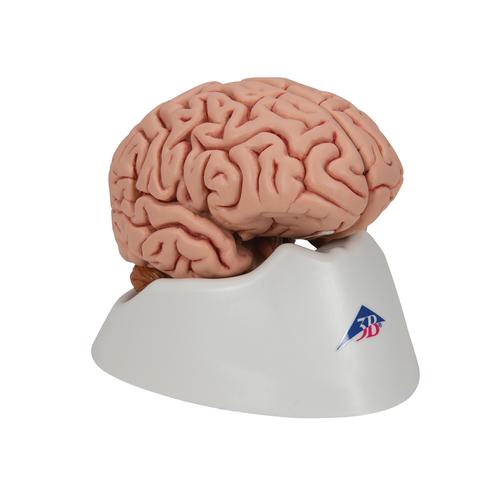 Classic Human Brain Model, 5 part, 1000226 [C18], Brain Models