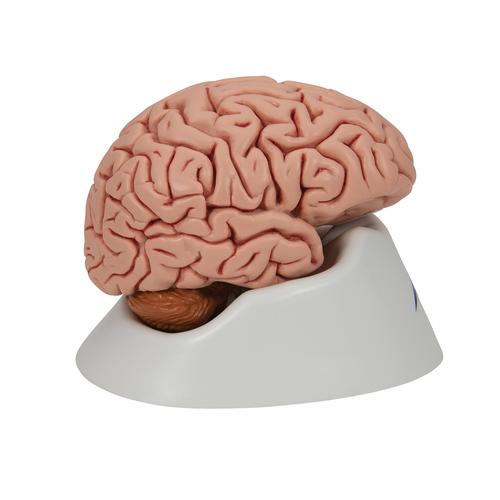 Classic Human Brain Model, 5 part, 1000226 [C18], Brain Models