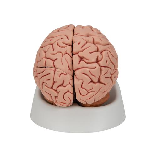 Classic Human Brain Model, 5 part, 1000226 [C18], Brain Models