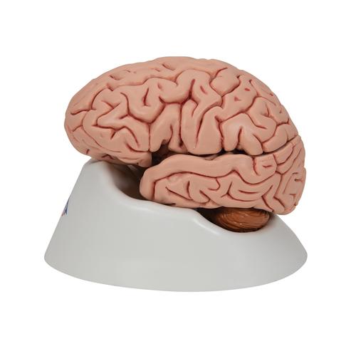 Classic Human Brain Model, 5 part, 1000226 [C18], Brain Models