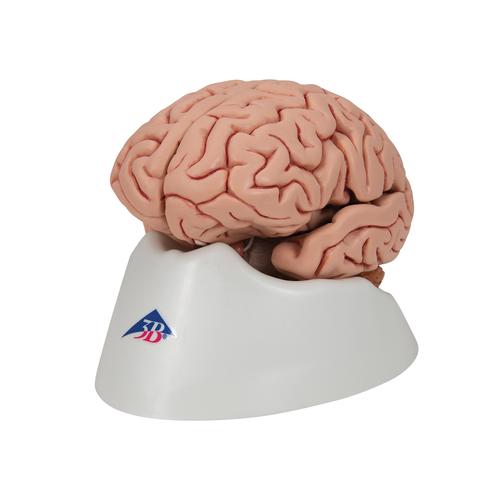 Classic Human Brain Model, 5 part, 1000226 [C18], Brain Models