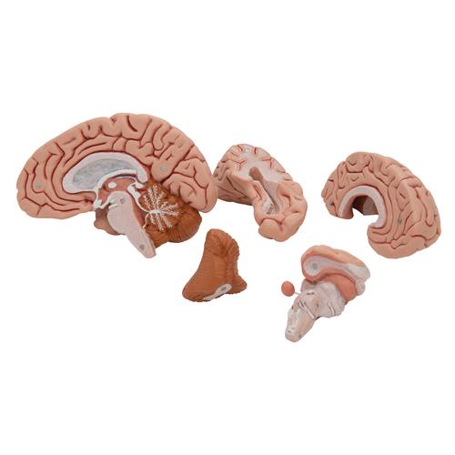 Classic Human Brain Model, 5 part, 1000226 [C18], Brain Models