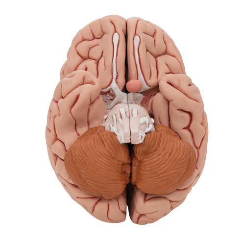 Classic Human Brain Model, 5 part, 1000226 [C18], Brain Models